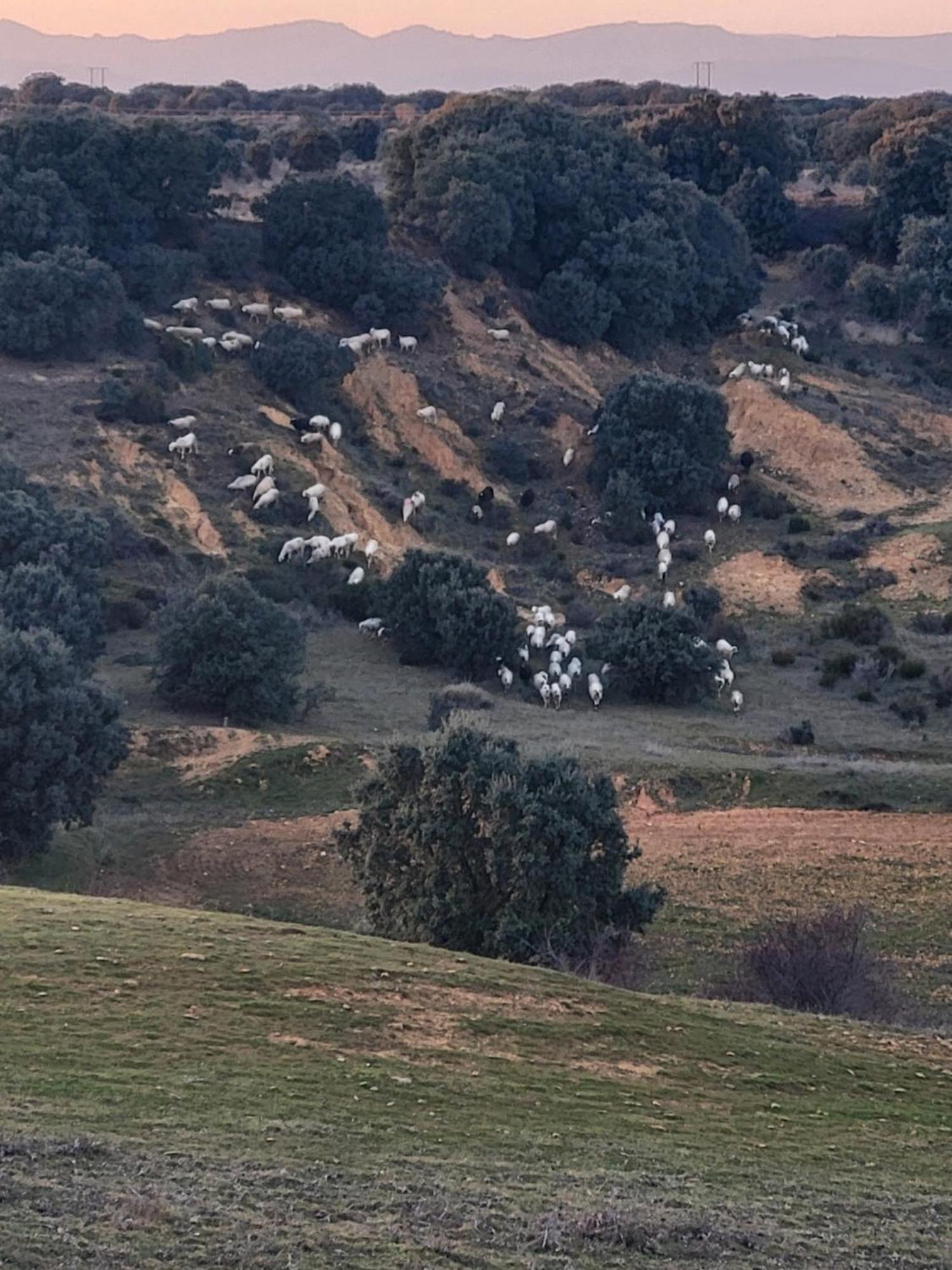 La Pedrosa Casa Rural Camarzana de Tera Kültér fotó